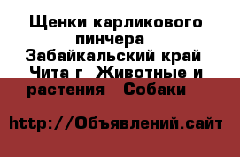 Щенки карликового пинчера - Забайкальский край, Чита г. Животные и растения » Собаки   